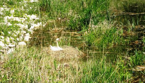 Hattyú fészek a Kertész gát lábánál, a Mosoni-Duna legfelső szakaszán, Rajka 2016. április 22.-én 10