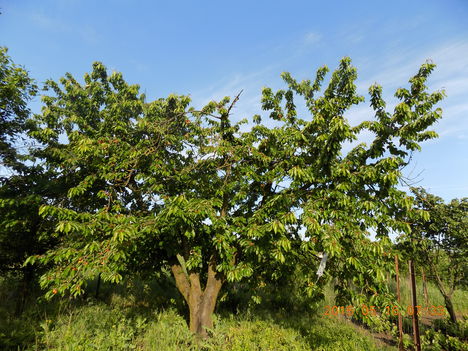 Kertünkből 2016