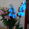 Virágaim 4