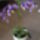 Lila_orchidea_1987023_2100_t