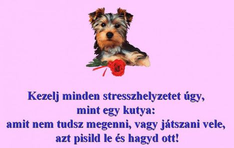 Stresszhelyzet!