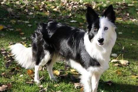 Border collie!