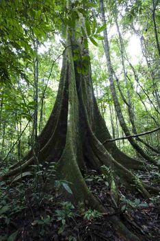 Jellegzetes, amazonasi óriásfa