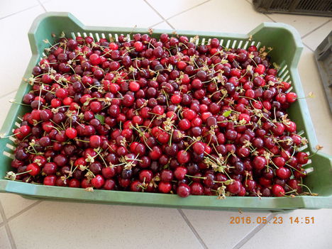 Kertünkből 2016