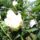 Majusi_rozsa_1988008_4686_t