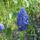 Virag_10_1988990_4522_t
