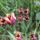 Virag_11_1988991_1651_t
