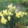 Virag_12_1988992_7936_t