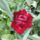 Virag_13_1988993_1287_t