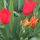 Virag_14_1988994_7947_t