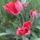 Virag_15_1988995_4979_t