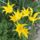 Virag_16_1988996_4213_t