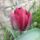 Virag_17_1988997_6740_t