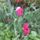 Virag_18_1988998_6630_t