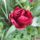 Virag_6-001_1988986_4463_t