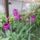 Virag_8-001_1988988_7929_t