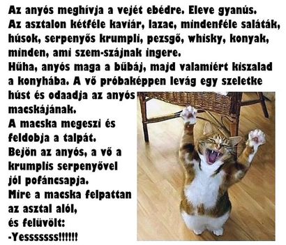 Anyós, vs macska!
