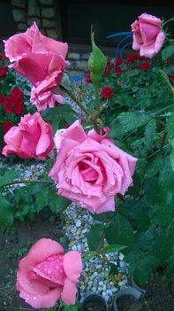 Imádom a rózsákat és a rózsámat még akkor is ha esik az eső is. 12