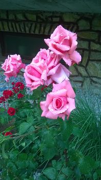 Imádom a rózsákat és a rózsámat még akkor is ha esik az eső is. 3