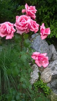 Imádom a rózsákat és a rózsámat még akkor is ha esik az eső is. 4