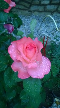 Imádom a rózsákat és a rózsámat még akkor is ha esik az eső is. 5