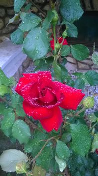 Imádom a rózsákat és a rózsámat még akkor is ha esik az eső is. 6