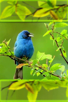 Kék madárka