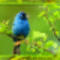 Kék madárka