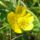 Kuszo_boglarka__ranunculus_repens__1989754_8743_t