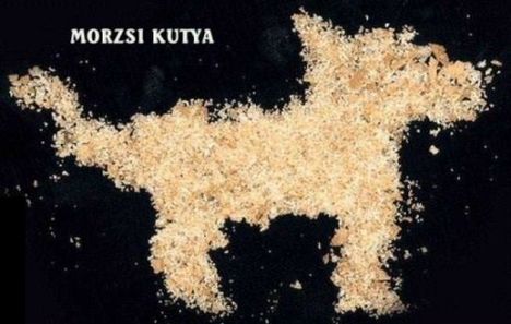 Morzsi kutya!