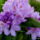Most_nyilo_viragaim_2-002_1989262_2452_t