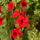 Most_nyilo_viragaim_4-003_1989264_7448_t