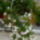 Most_nyilo_viragaim_8_1989268_8349_t