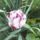 Virag_32_1989012_8630_t