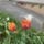 Virag_60_1989040_6924_t