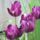 Virag_61_1989041_5425_t