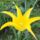 Virag_64_1989044_2422_t