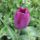 Virag_65_1989045_3309_t