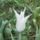 Virag_66_1989046_3644_t