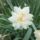 Virag_67_1989047_3576_t
