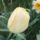 Virag_68_1989048_7904_t