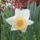 Virag_70_1989050_4627_t