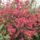 Virag_71_1989051_1148_t