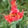 Virag_73_1989053_6412_t