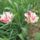 Virag_74_1989054_4304_t