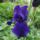 Viragok_1-026_1989473_2186_t