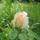 Viragok_3-027_1989475_8793_t