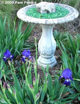 Amethyst Flame irises & birdbath