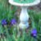 Amethyst Flame irises & birdbath