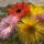 Gerbera_1980749_9277_t